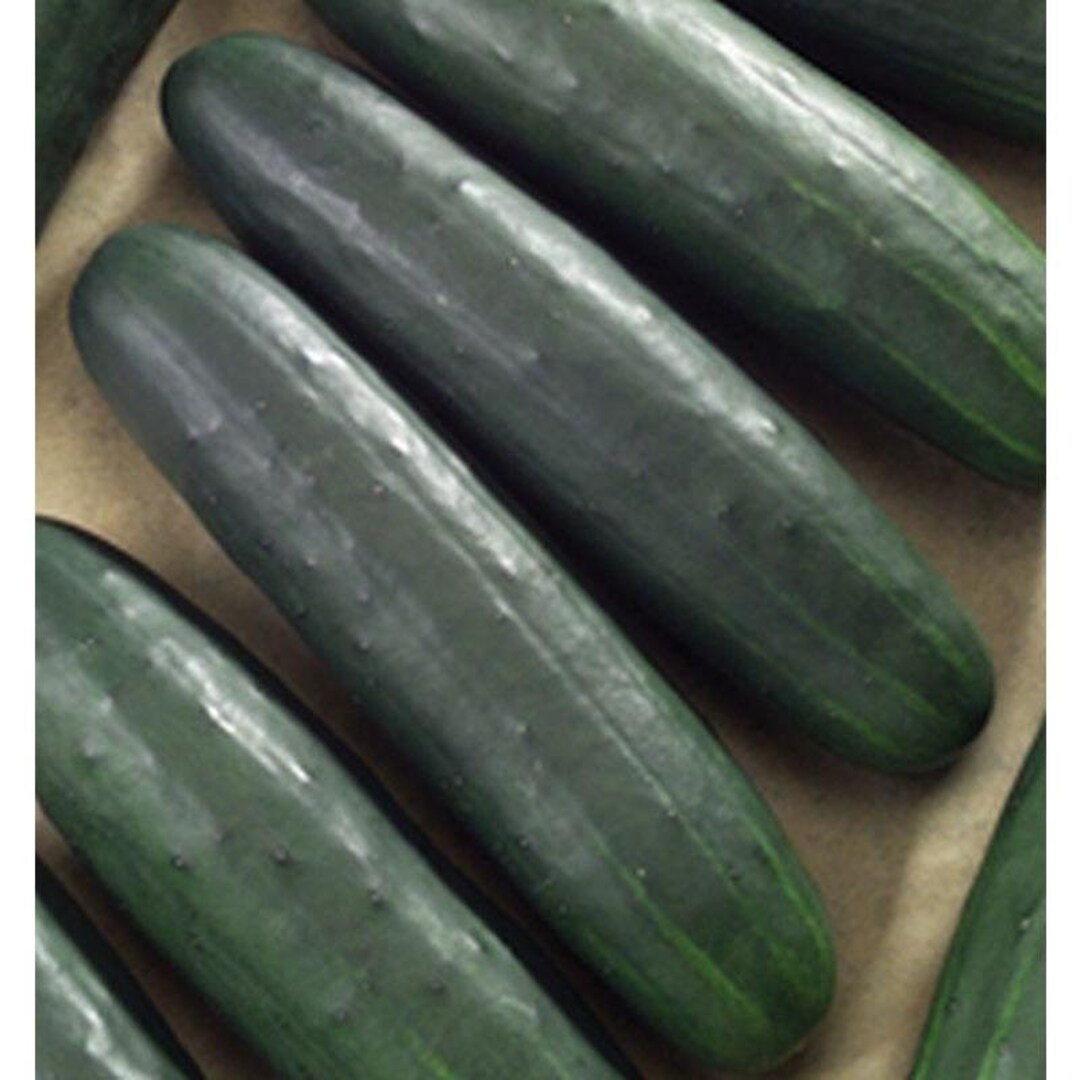 Dasher II F1 Cucumber Seeds Etsy