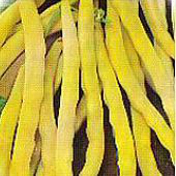 Top Notch Golden Wax Pole Beans Seeds Etsy