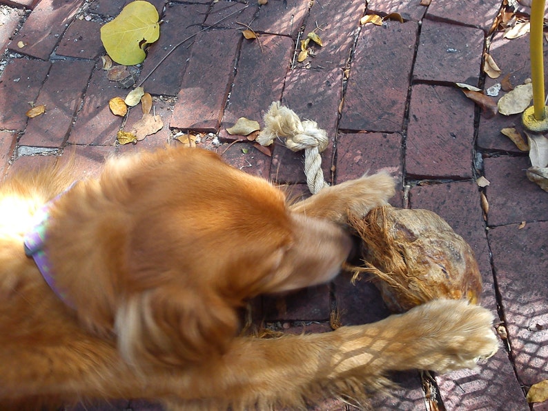 Coconut Dog Toy Etsy