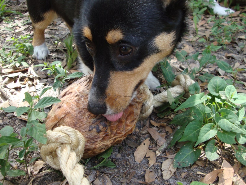 Coconut Dog Toy Etsy