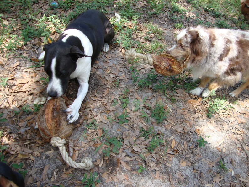 Coconut Dog Toy Etsy