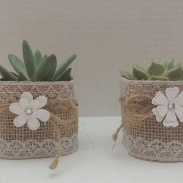 Succulent Party Favors/ Succulent Plant Favors / Wedding Favors/ Birthday Party Favors/ Baby shower Favors / Thank you gift / Teachers  gift