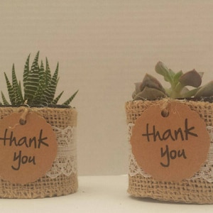 Bridal Shower Succulent Party Favors Gifts, set of 20, Birthday Party Favors, Wedding Succulent Favors, Bridal Shower Favors, Baby Shower