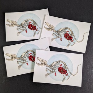 4 Postcards from Original Watercolor and Pen and Ink Illustration - Possum Skeleton and Baby Possums