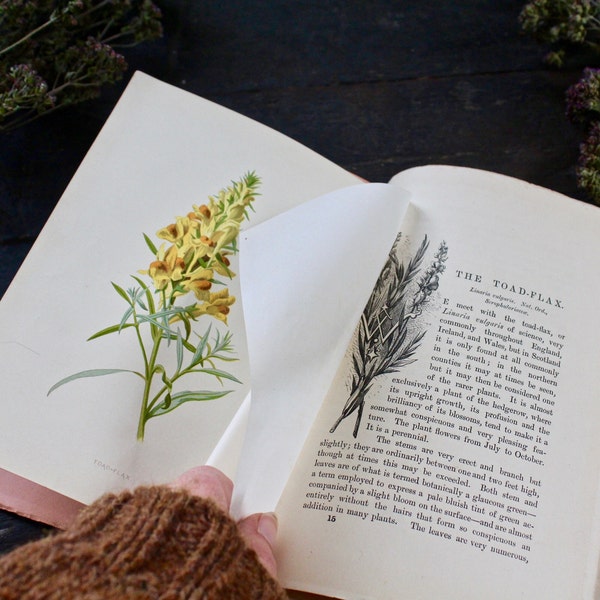 Antique Familiar Wild Flowers Book ~ 1800's ~ Vintage Wildflowers Nature Guide | Beautiful Colour  Botanical Book Plates