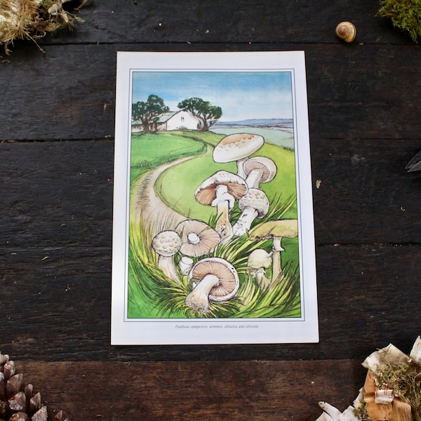 Field Mushroom Print  | Vintage Fungi Book Plate Illustration | Psalliota campestris | Foraging Gift | For Framing | Scrap Booking |Crafting