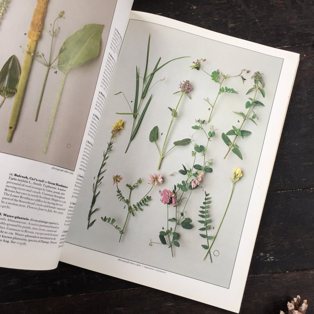 Roger Phillips Wild Flowers of Britain Vintage Nature Guide 1970's