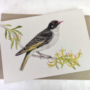 Geschilderde honingeter - Australische wenskaart - natuurkunst vogel op maretak tak illustratie zwart gele veren bossen bossen