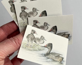 Tarjetas de regalo mini de Freckled Duck: fauna australiana, papel reciclado (paquete de 4)