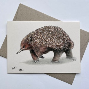 Short-beaked Echidna - Australian wildlife art greeting card. Pencil illustration. Echidna with ants. Unique animal Monotreme spikey cute