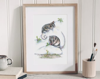 Impresión de zarigüeya pigmea de montaña: arte de la vida silvestre australiana (30 x 40 cm)