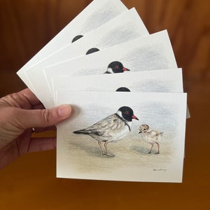 5 x Hooded Plover greeting cards Australian beach-nesting bird mother and baby chick pencil drawing seaside coast sand threatened species