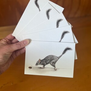 5 x Phascogale-wenskaarten met penseelstaart. Toean klein, in bomen levend buideldier nachtelijke vleesetende kever kwetsbare Australische dieren in het wild