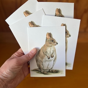 5 x Pademelon-wenskaarten - Australische dieren in het wild kunst schattig dier buideldier verlegen meestal nachtdieren zachte donkerbruine grijze vacht Tasmanië