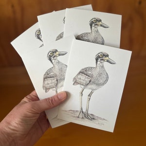 5 x Tarjetas de felicitación de alcaraván playero Arte de vida salvaje australiana, retrato pintado Ave playera Pájaro que anida en la playa Esquivo Tímido Vulnerable Fuerte