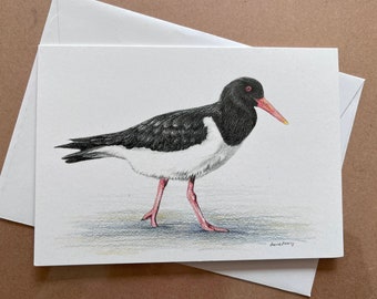 Pied Oystercatcher greeting card, Australian beach-nesting bird, wildlife art pencil drawing seaside coast threatened species shorebird