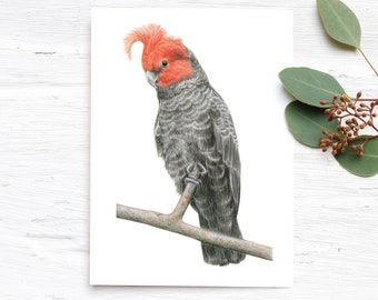 Gang-gang Cockatoo greeting card Australian wildlife art, printed on recycled paper, grey pink bird tree branch, Australian greeting cards