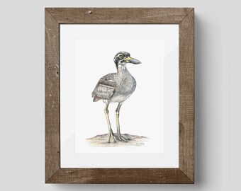 Impresión de alcaraván playero: Arte de la vida silvestre australiana (28 x 35 cm)