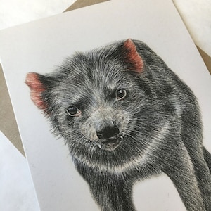 Tasmanian Devil portrait Australian greeting card wildlife art, unique mammal, apex animal, looks ferocious, grass, threatened