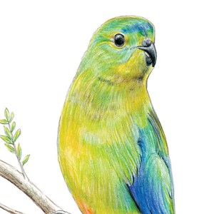 Orange Bellied Parrot Australian wildlife art greeting card. Rare colourful bird blue yellow green orange Tasmania Victoria migratory image 3