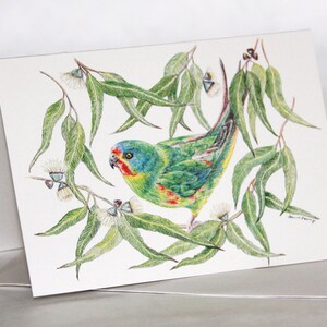May include: A colorful Australian parrot perched on a branch of eucalyptus leaves. The bird has green, blue, red, and yellow feathers. The leaves are green and have white flowers.