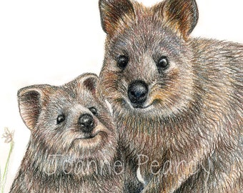 Quokka Carte de vœux de lart animalier australien. Illustration au crayon.  Espèces menacées. Wallaby, animaux mignons, mère et enfant, herbes -   Canada
