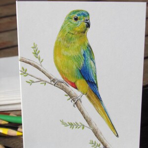 Orange Bellied Parrot Australian wildlife art greeting card. Rare colourful bird blue yellow green orange Tasmania Victoria migratory image 4