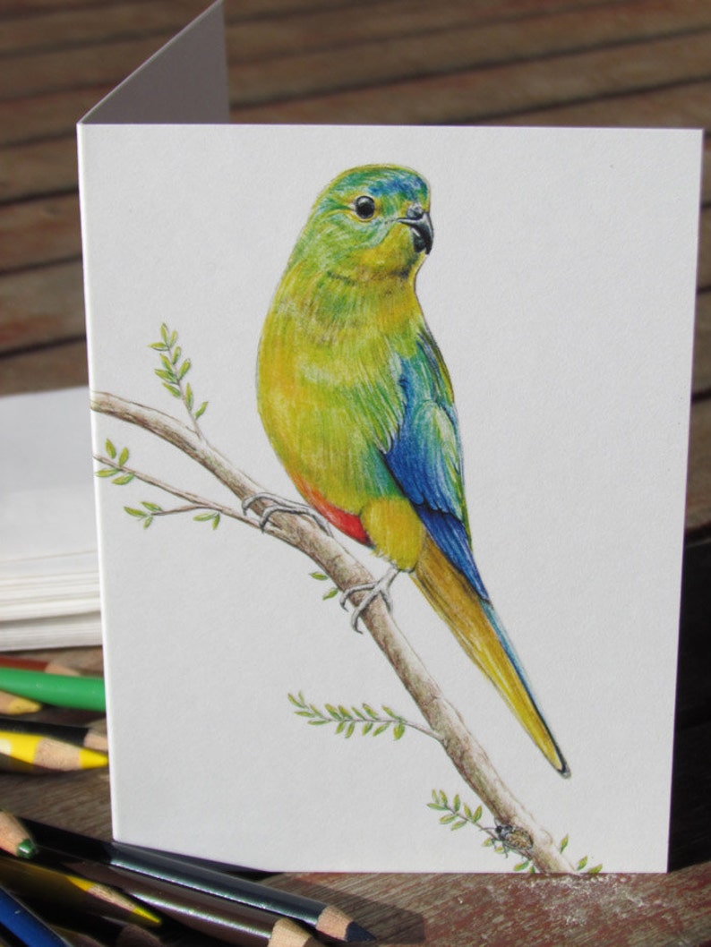 Orange Bellied Parrot Australian wildlife art greeting card. Rare colourful bird blue yellow green orange Tasmania Victoria migratory image 4