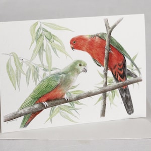 Tarjeta de felicitación con arte de la vida salvaje de los loros australianos. Ilustración a lápiz. Pájaros de colores vivos y brillantes, rojo y verde. Pareja de pájaros que aman la Navidad.