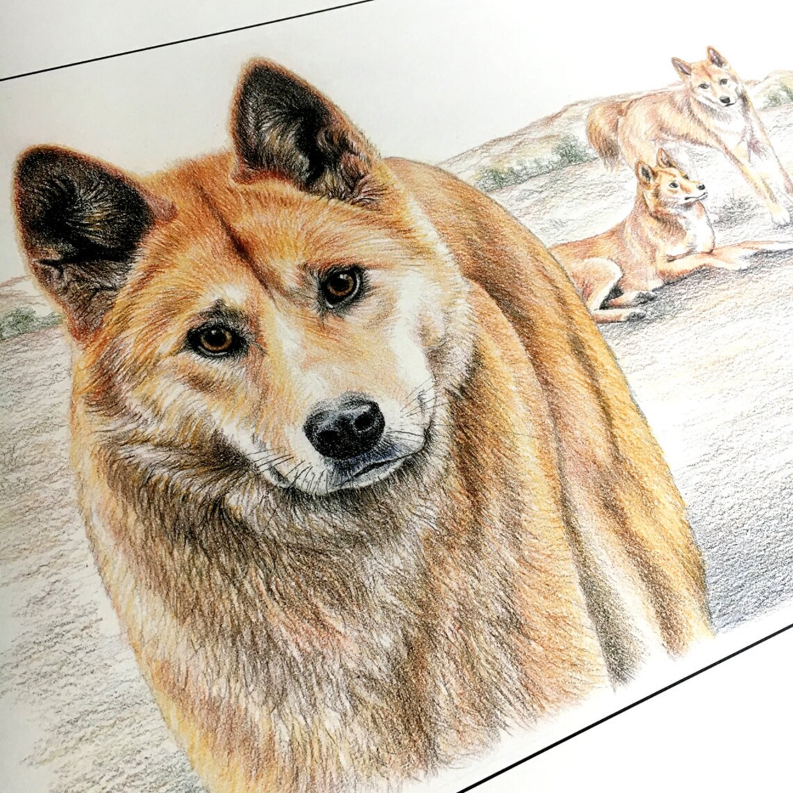 Dingo large Australian wildlife wall art print size A3 Etsy