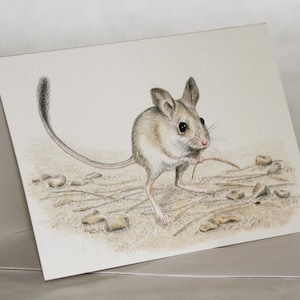 Dusky Hopping Mouse - Carte de voeux d'art animalier australien. Adorable petit animal de grands yeux crème rose beige gris herbes pierres coccinelle
