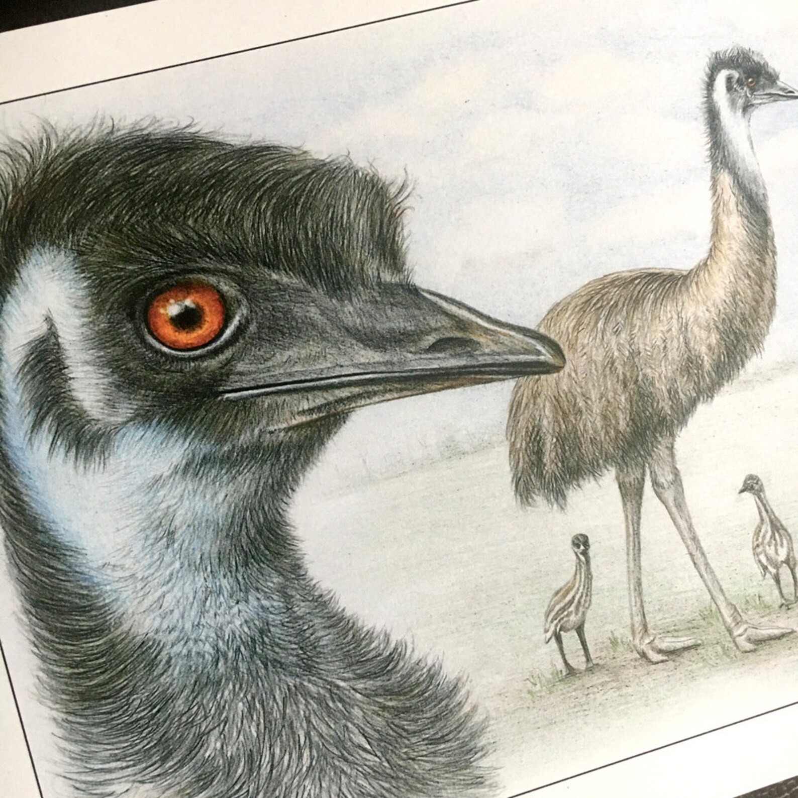 Emu Large Australian Wildlife Wall Art Print Size A3 Etsy