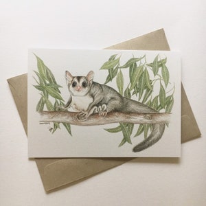 Mahogany Glider - Australian wildlife art greeting card. Pencil illustration. Threatened species. Gum leaves tree branch. Cute Possum