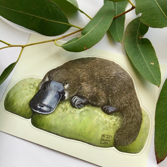 Platypus Vinyl Sticker, Shape Cut on White PERMANENT Vinyl Adhesive.  Platypus on Rocks, Green, Monotreme, Unique Australian Animal Sticker 