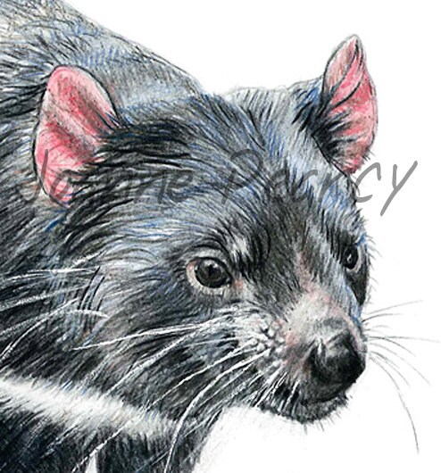 Blank Cards 2 x Tasmanian Devil cards Australian Wildlife art greeting