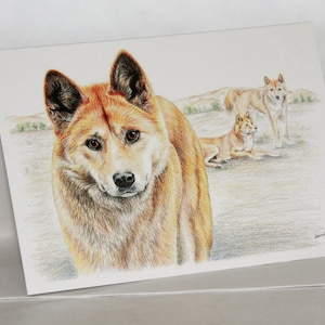 Dingo - Australian wildlife art greeting card. native dog, family pack, Aussie icon, Canis lupus dingo, bushland outback landscape