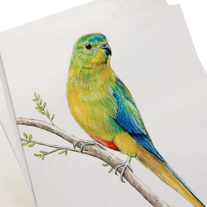 Orange Bellied Parrot Australian wildlife art greeting card. Rare colourful bird blue yellow green orange Tasmania Victoria migratory image 2