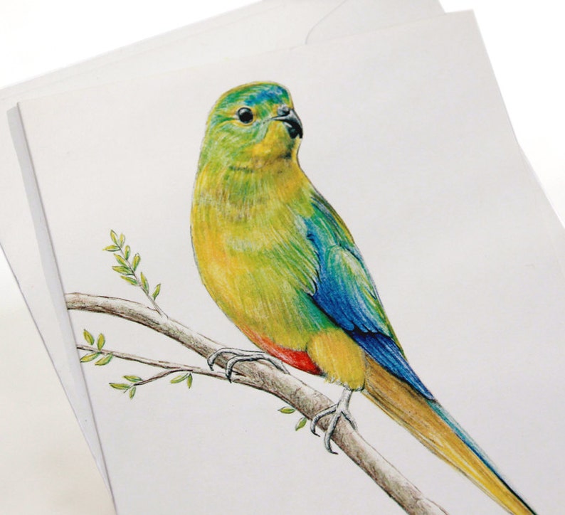 Orange Bellied Parrot Australian wildlife art greeting card. Rare colourful bird blue yellow green orange Tasmania Victoria migratory image 2