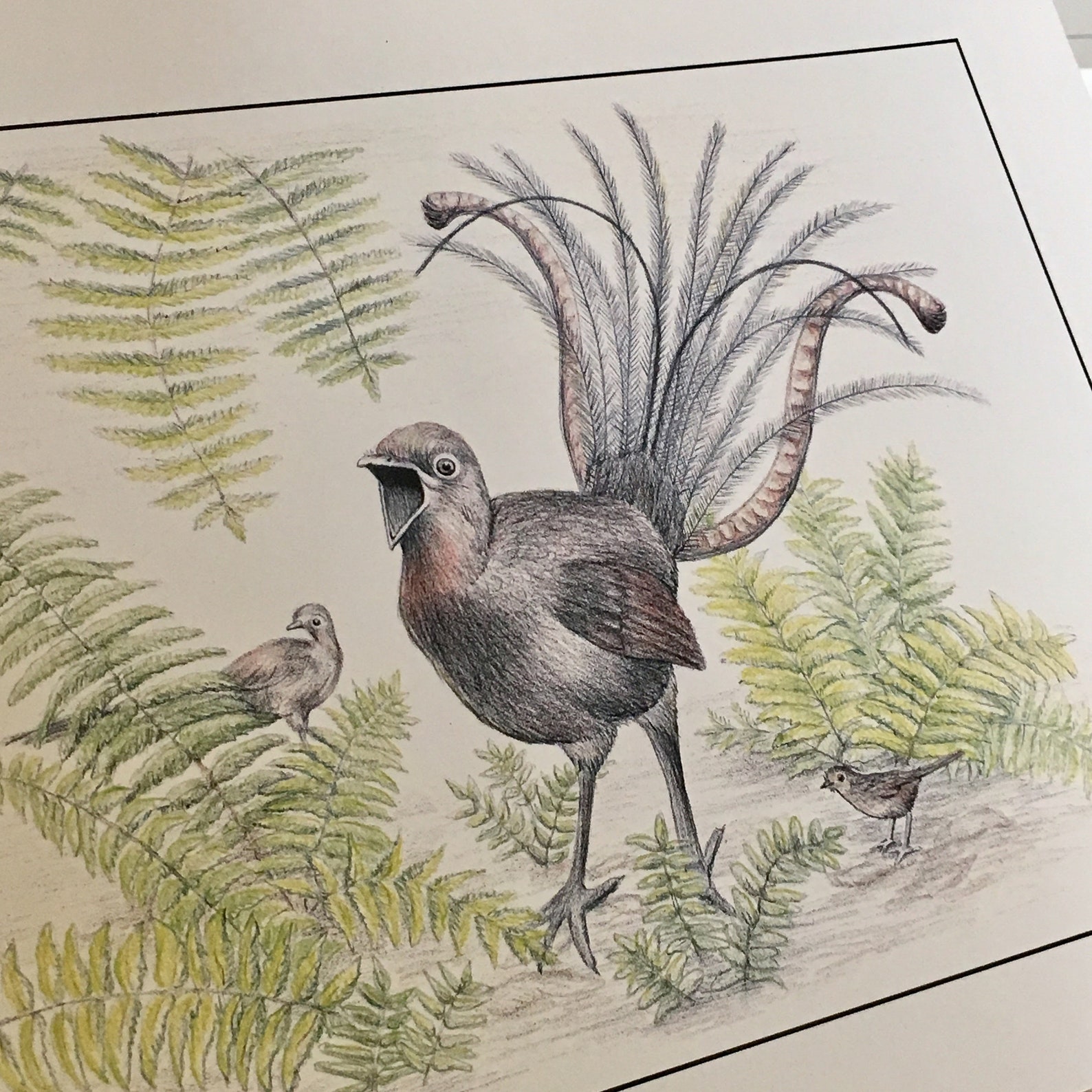 Superb Lyrebird large Australian wildlife wall art print Etsy