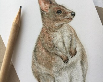 Tarjeta de felicitación con un pademelón: fauna australiana, dibujo a lápiz de color