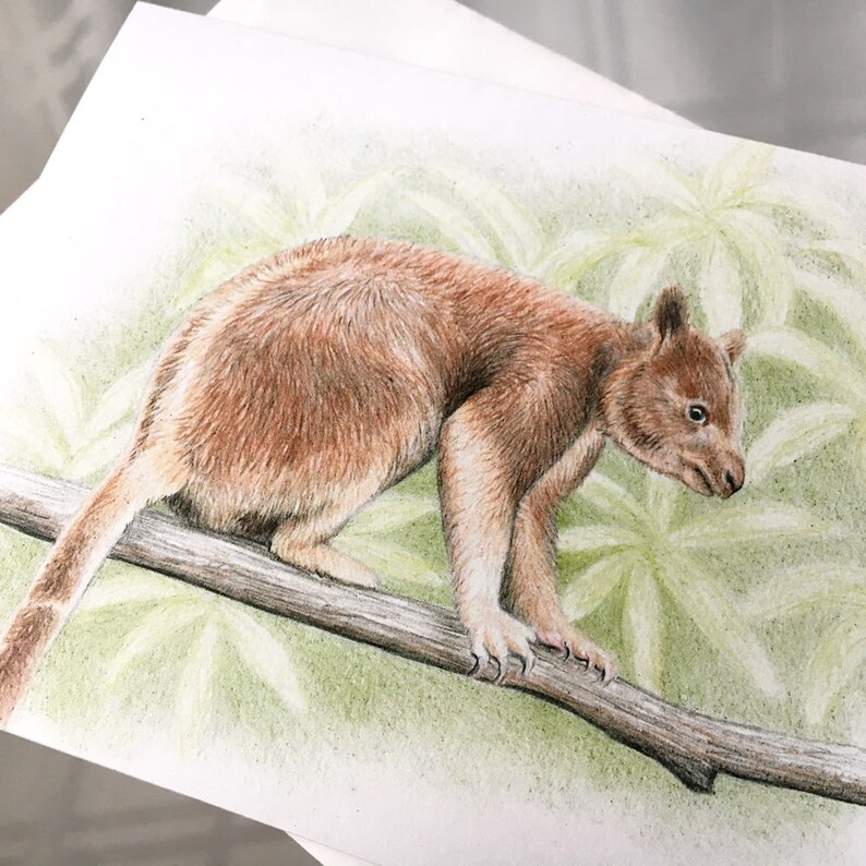 Tree Kangaroo Australian Wildlife Art Greeting Card. Pencil Etsy