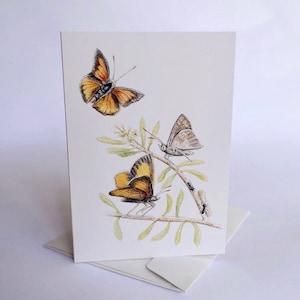 Eltham Copper Butterfly - Australian wildlife art greeting card. Pencil illustration. Threatened species Small butterfly insect caterpillar