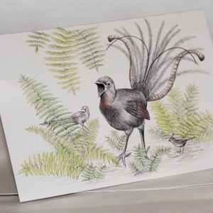 Superbe carte de voeux de lyre art de la faune australienne poule de brousse avec fougères d'oiseaux pilotes Dandenong Ranges Victoria oiseaux mâles et femelles