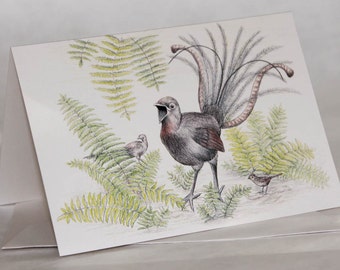 Superb Lyrebird greeting card Australian wildlife art bush hen with Pilot bird ferns Dandenong Ranges Victoria male and femal bird