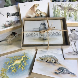 Australian COASTAL SPECIES gift BOX of 8 greeting cards - Threatened wildlife - art colour illustrations - beach sand sea ocean water family