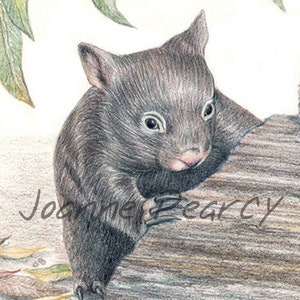 May include: A close-up of a gray wombat with a pink nose, sitting on a tree trunk. The wombat is looking to the right of the image. The image is drawn in pencil.