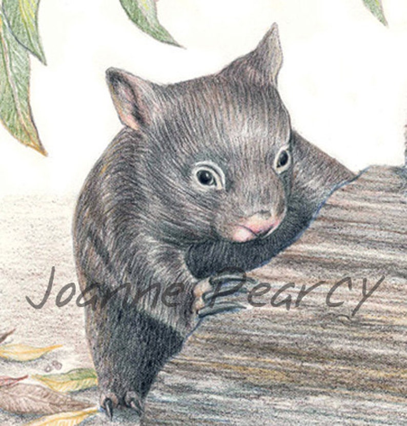 May include: A close-up of a gray wombat with a pink nose, sitting on a tree trunk. The wombat is looking to the right of the image. The image is drawn in pencil.