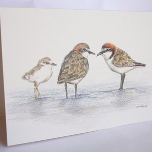 Red-capped Plover greeting card, Australian beach-nesting bird, wildlife art pencil drawing seaside threatened species shorebird family