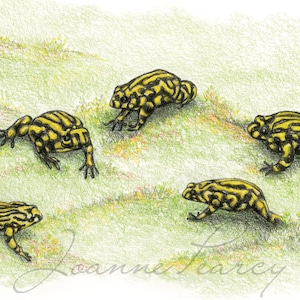 May include: Four yellow and black striped frogs are shown on a green grassy background. The frogs are facing different directions and appear to be moving.