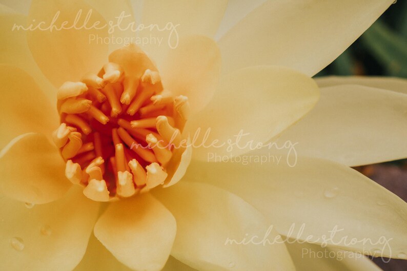 Home Decor Nature Photography Macro Photography Photography Gifts Botanical Prints Flower Photography Floral Prints Large Wall Art